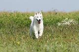 SIBERIAN HUSKY 153